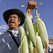 Mexican farmer selling corn in the marketplace.