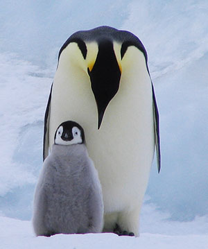 art_Penguins_emperor_and_chick