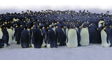 wildthings-penguin_388