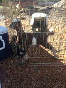 The goats at the market! 
