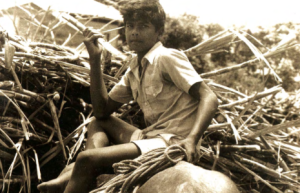 Photo of a child with a cart full of sugar cane from the cover of the book Glimpses of the Sugar Industry
